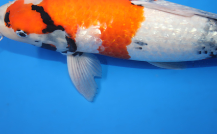 Ginrin Showa – koi #x0210s041 - Image 2