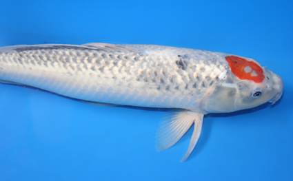 Kawari – koi #x0210s053 - Image 2