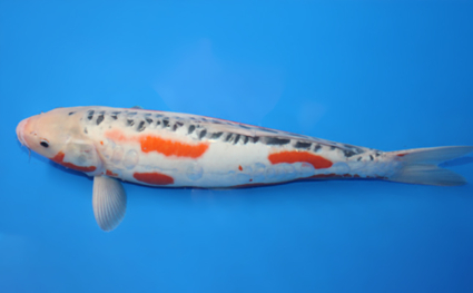 Shusui – koi #x0210s056 - Image 2