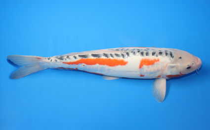 Shusui – koi #x0210s056 - Image 3