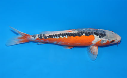 Shusui – koi #x0211a017 - Image 3