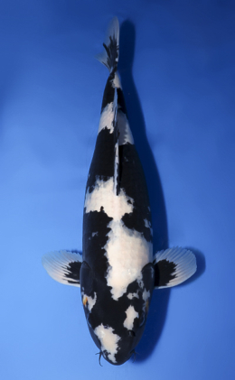 Auction End: 03-26-25 Archives - Kodama Koi Farm