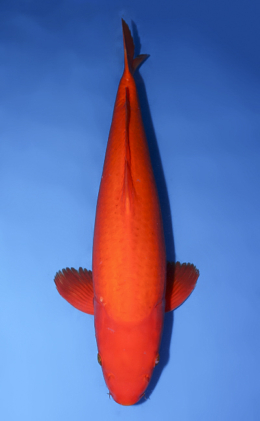 Auction End: 03-26-25 Archives - Kodama Koi Farm