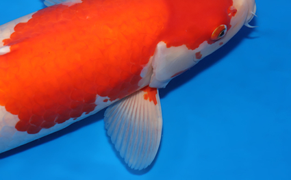 Kohaku – koi #x0218s004 - Image 2