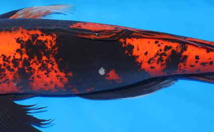 Hirenaga Hiutsuri – koi #x0218s018 - Image 2