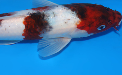 Aigoromo – koi #x0219a029 - Image 2