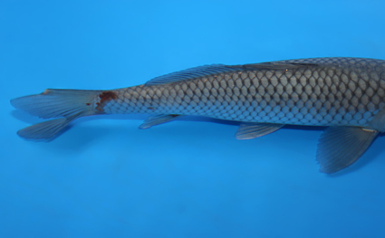 Soragoi – koi #x0220a005 - Image 2