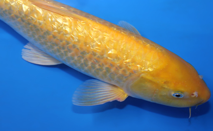 Ginrin Kigoi – koi #x0220a030 - Image 2
