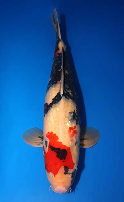 Auction End: 05-09-25 Archives - Kodama Koi Farm