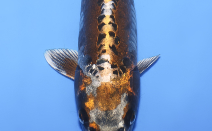 Metallic Ochiba – koi #x0222a009 - Image 2