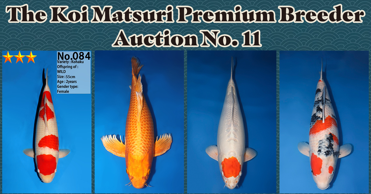 Koi Matsuri Auction No. 11 Landing Page Banner