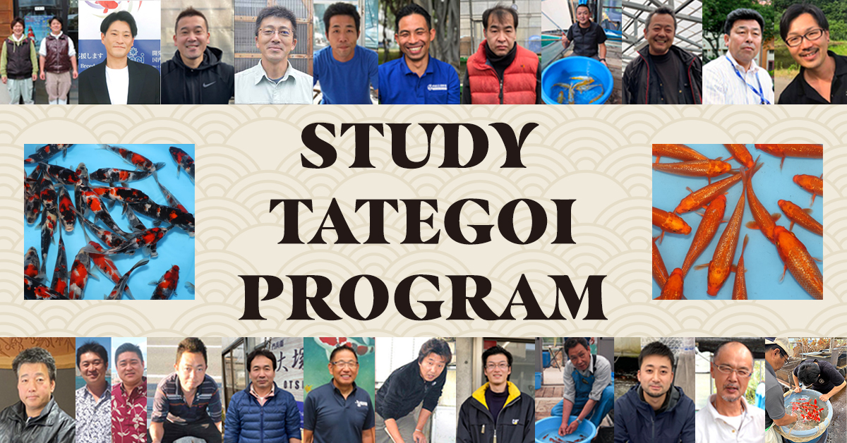Study Tategoi Email Banner