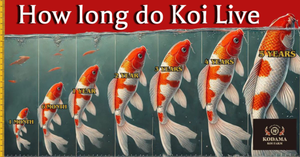 How Long Do Koi Fish Live? What is their Expected Lifespan & Growth?