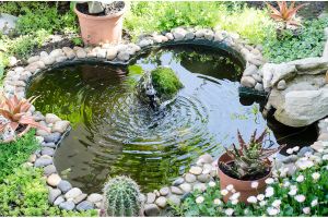 koi-lifespan-spring-care