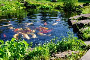 koi-lifespan-summer-care