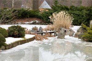 koi-lifespan-winter-care