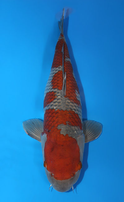 Ochiba Shigure - koi #x0224s017-re - Kanno Koi Farm