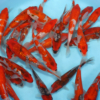 Ginrin Goshiki - koi #x0300st002 - Image 3