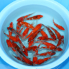 Ginrin Goshiki - koi #x0300st002 - Image 4