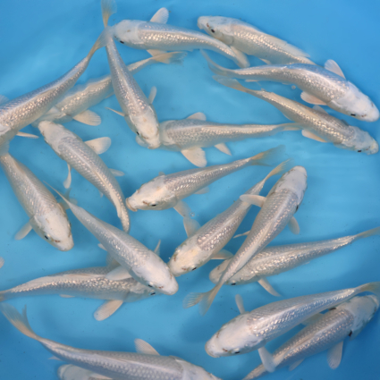 Ginrin Platinum - koi #x0300st026 - Image 5