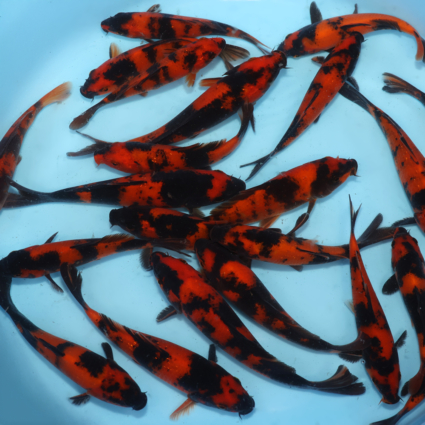 Hi Utsuri - koi #x0300st028 - Image 2