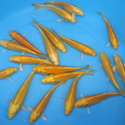 Ogon - koi #x0300st031 - Image 2