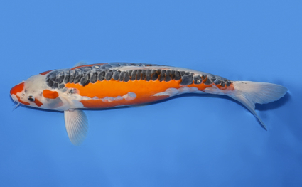 Shusui – koi #x0307s008-re - Image 3