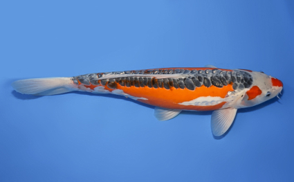 Shusui – koi #x0307s008-re - Image 2