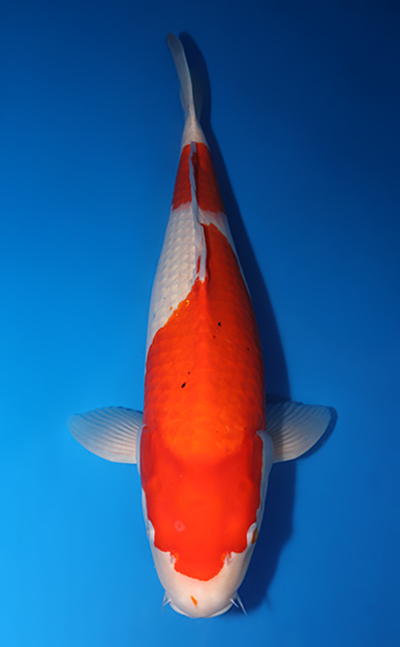 Kohaku - koi #x0310s009 - Dainichi Koi Farm