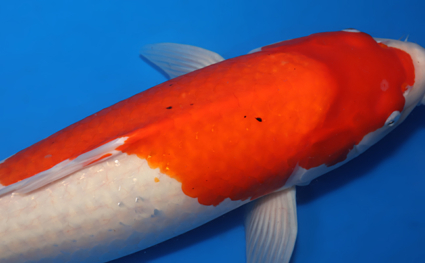 Kohaku – koi #x0310s009 - Image 2