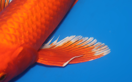 Hirenaga Orange Ogon – koi #x0310s017 - Image 2