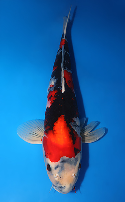 正規品販売！ - #x0310s023 koi - Showa Dainichi Farm Koi グローブ