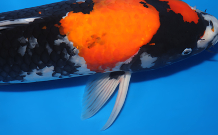 Showa – koi #x0311s002 - Image 2