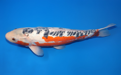 Shusui – koi #x0311s009 - Image 2