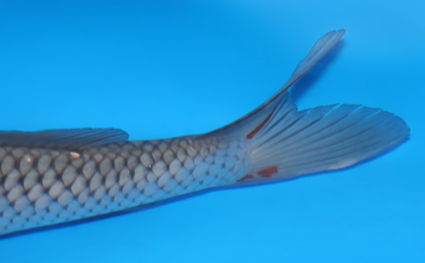 Soragoi – koi #x0311s014 - Image 2
