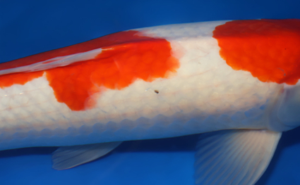 Kohaku – koi #x0311s030 - Image 2