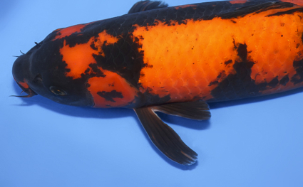Hi Utsuri – koi #x0312s016 - Image 2