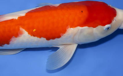 Kohaku – koi #x0312s031 - Image 2