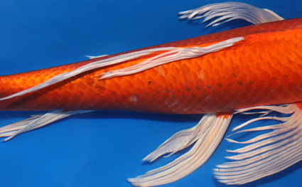 Hirenaga Orange Ogon – koi #x0313s012 - Image 2