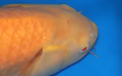 Kigoi – koi #x0313s013 - Image 2