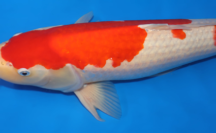 Kohaku – koi #x0313s038 - Image 2