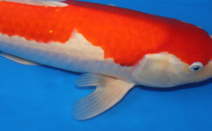 Kohaku – koi #x0313s038 - Image 3