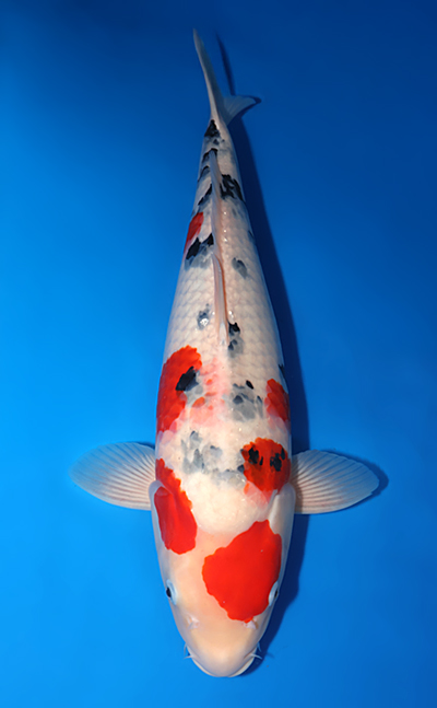 Showa - koi #x0411s009-re