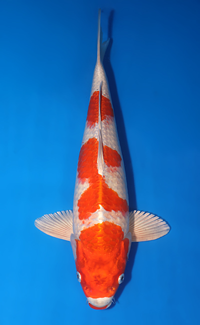 Sakura Ogon - koi #x0314m059 - Miyatora Koi Farm
