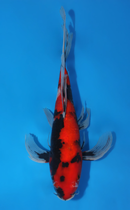 x0317a Archives - Page 2 of 2 - Kodama Koi Farm