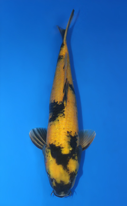 x0317a Archives - Page 2 of 2 - Kodama Koi Farm