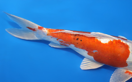 Kikusui – koi #x0317a037 - Image 2