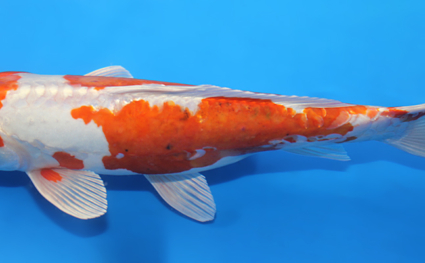 Kikusui – koi #x0317a037 - Image 3