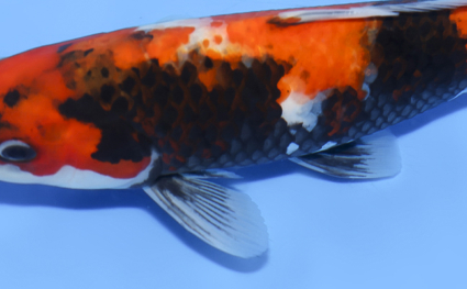 Showa – koi #x0319a005 - Image 2