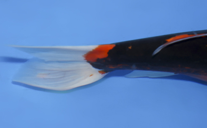 Beni Kumonryu – koi #x0319a008 - Image 2